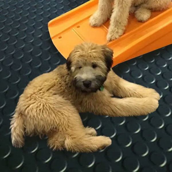 Anti-Fatigue Round Dot Rubber Kennel Flooring with Attractive Pattern